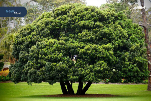 Analogi-Pohon-Dalam-The-Spirit-Of-3i
